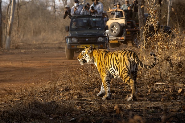 Tiger Reserves and Eco Travel: Protecting Wildlife While Exploring Nature